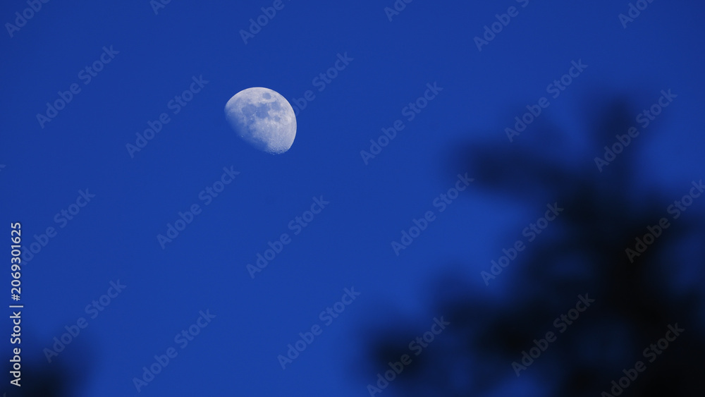 Fototapeta premium Waxing gibbous Moon with tree silhouettes on a daylight blue sky.
