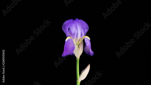Iris Blossoms. Blooming Blue Iris Flower on Black Background. Time Lapse. 4K.