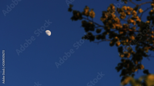 Φωτογραφία Waxing gibbous Moon with tree silhouettes on a daylight blue sky.