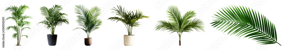 Fototapeta premium PNG Tropical potted palm leaves on transparent background