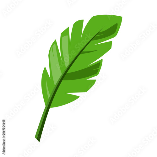 Banana leaf on white background.