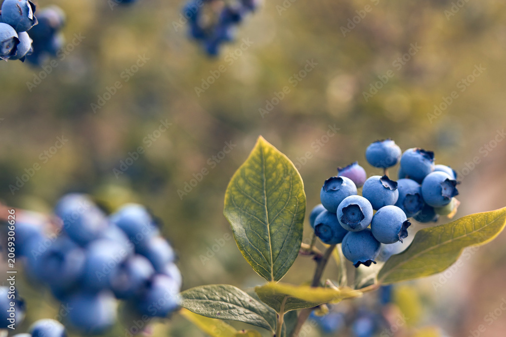 Fototapeta premium Fresh blueberries ready for seasonal picking on a farm.