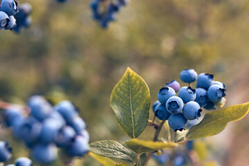 Fresh blueberries ready for seasonal picking on a farm.
