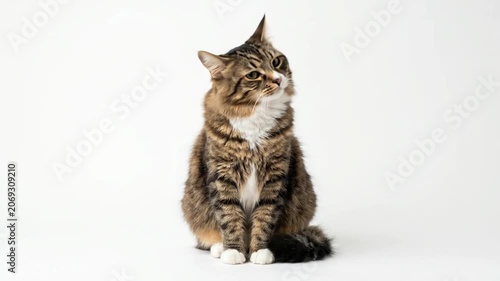 Long haired tabby cat sitting on white background looking at camera