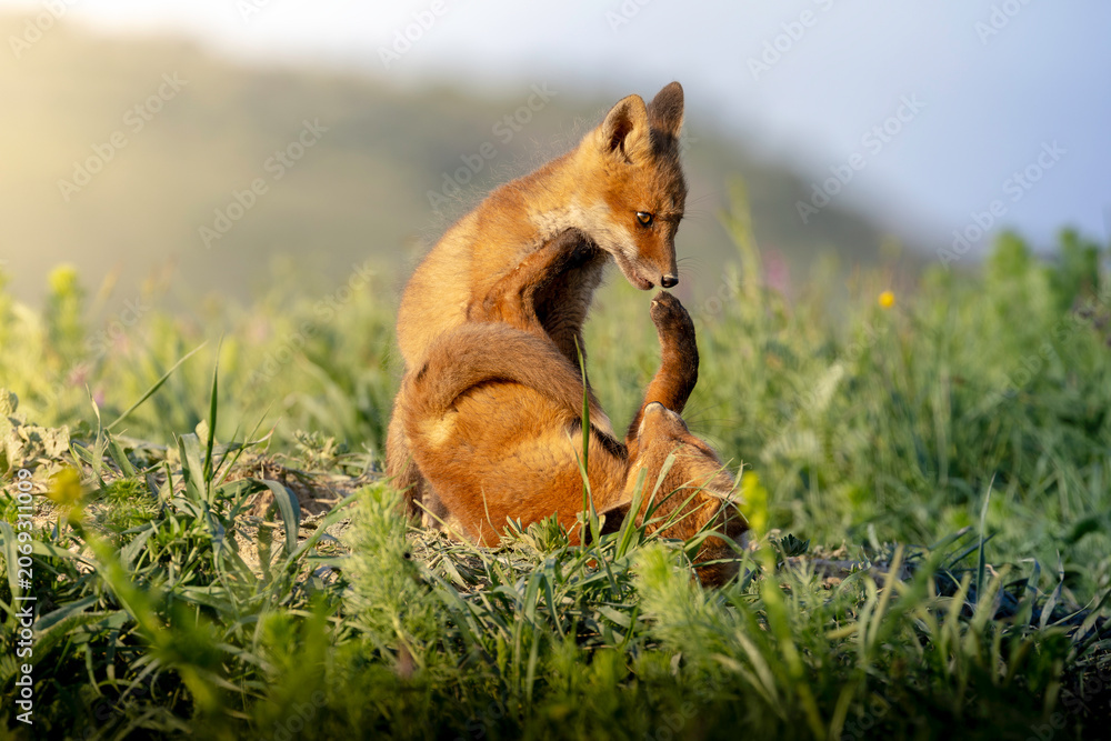 Obraz premium playful red fox cub grooming in meadow