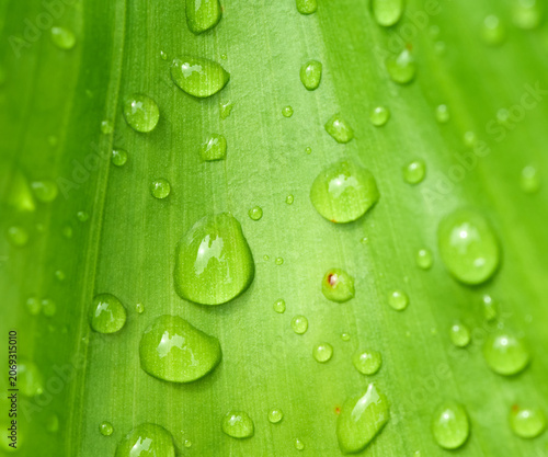 Принти на полотні Macro close-up of fresh water drops on vibrant green leaf texture, nature backgr