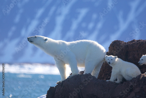 Polar bear mother searches the area for food for her cubs