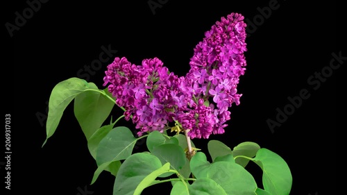 
Lilac Blossoms. Beautiful Time Lapse of Opening Violet Flower of Lilac on a Black Background. Time Lapse. 4K.