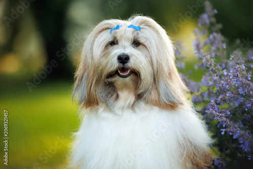 beautiful tibetan terrier dog portrait outdoors with blooming lavender