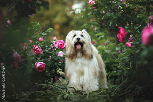 tibetan terrier dog posing in a garden of blooming pink roses