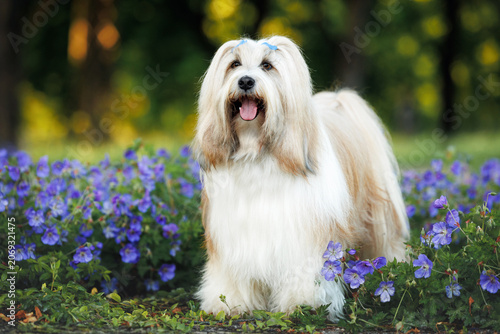happy tibetan terrier dog posing on a field of blue flowers in summer