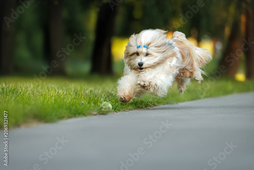 happy tibetan terrier dog chasing a ball in the park
