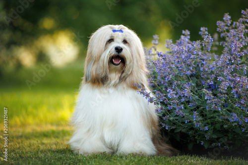 happy tibetan terrier dog sitting outdoors in the park