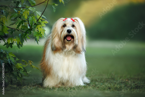 Schilderij op canvas happy tibetan terrier dog standing on grass in summer