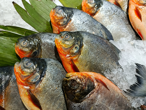 Photos A fresh pomfret fish or in Indonesia called as Bawal Fish displayed on ice cub