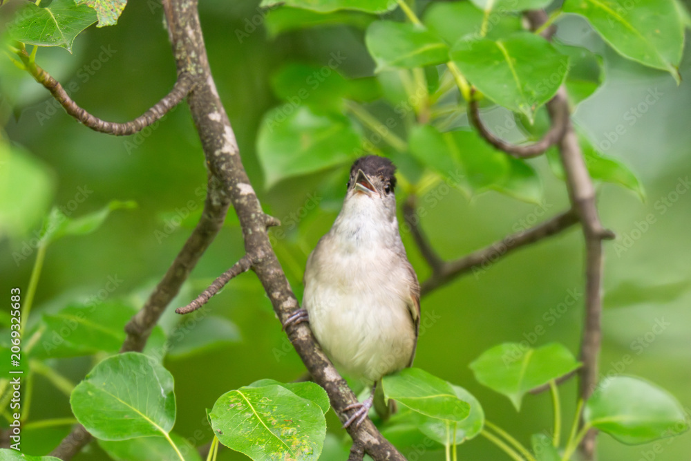 Obraz premium Male Eurasian Blackcap Singing