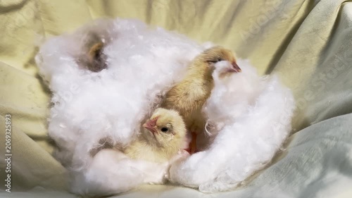 Fluffy Chicks Nestled in Cotton with Slow Motion Close Up