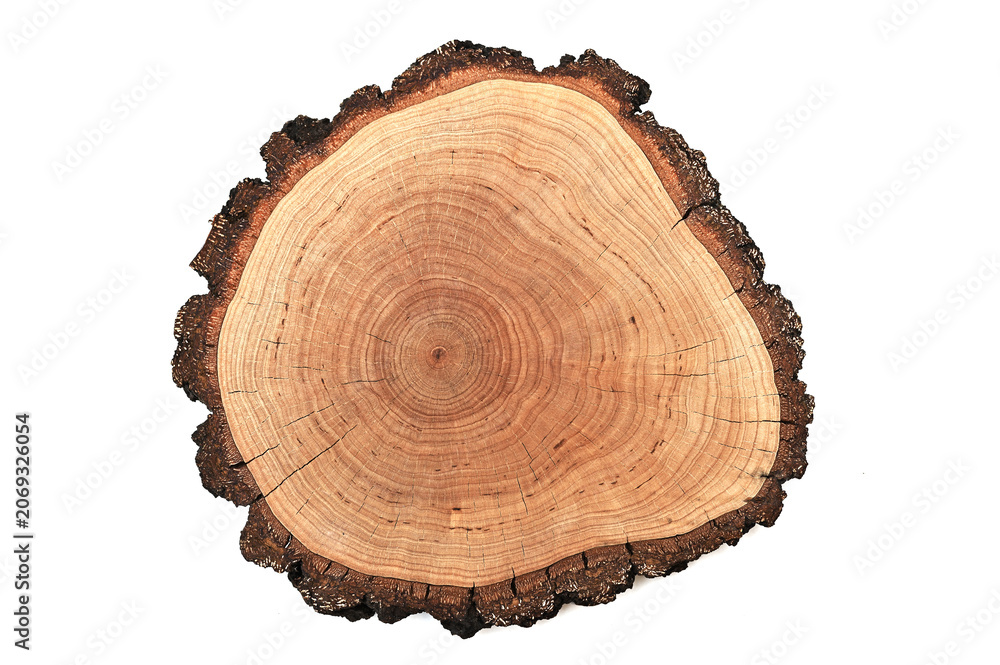 Fototapeta premium growth rings on white background