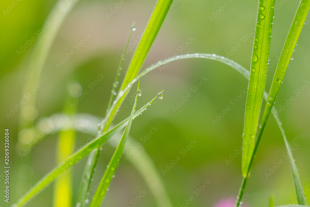 Fototapeta premium Macro Shot of Meadow Grasses in Bloom – Serene Nature Background with Warm Light and Blurred Field, Perfect for Calm Design