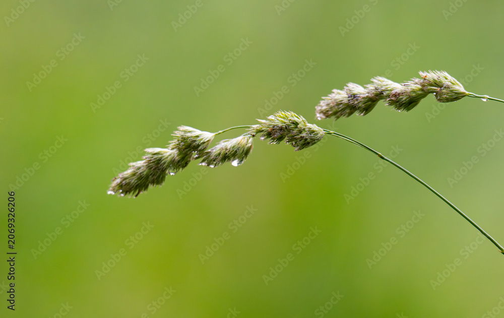 Fototapeta premium Macro Shot of Meadow Grasses in Bloom – Serene Nature Background with Warm Light and Blurred Field, Perfect for Calm Design