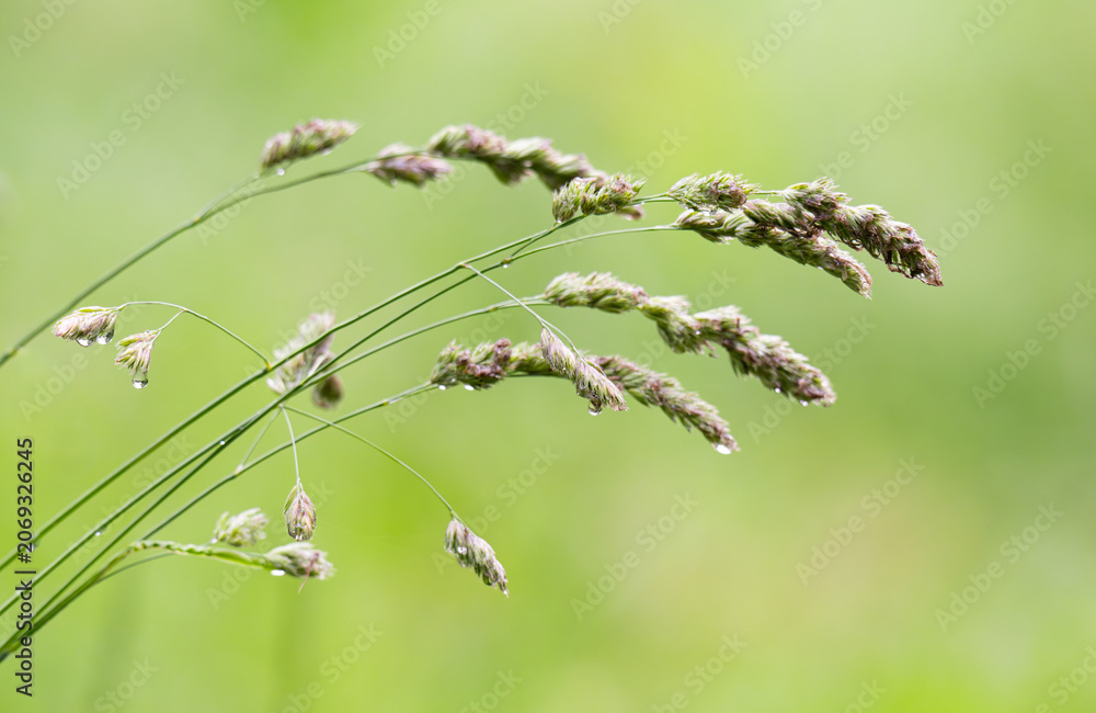 Fototapeta premium Macro Shot of Meadow Grasses in Bloom – Serene Nature Background with Warm Light and Blurred Field, Perfect for Calm Design