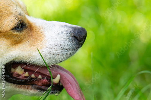 Photos face of ginger Corgi dog, selective focus on nose