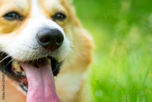 Foto face of ginger Corgi dog, selective focus on nose