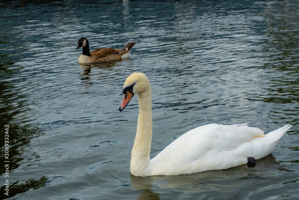 Obraz premium White swan swimming on rippled water with Canada goose in background