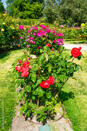 Rose Garden Row