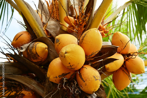 Golden Coconut (Cocos nucifera  likely a Malayan yellow dwarf variant):