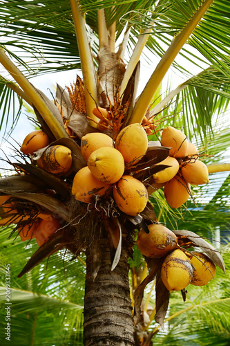 Golden Coconut (Cocos nucifera  likely a Malayan yellow dwarf variant):