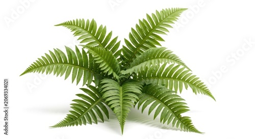 Vibrant Green Fern Plant Isolated on White Background Studio Shot.