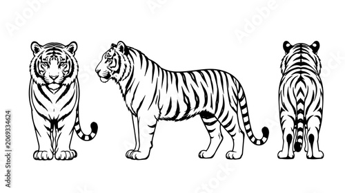 Tiger Vector Set Front Side Back View Wildlife Illustration