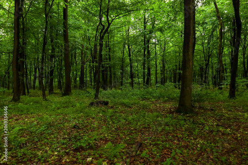 A dense green forest with tall trees and lush vegetation covers the ground on a gloomy summer day. Fresh foliage creates a thick canopy, letting soft natural light onto the forest glade.