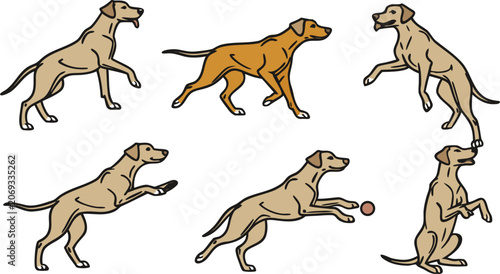 Valokuva Set of six dogs in various active poses, including playing with a ball and jumpi
