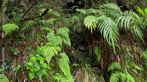 Close-Up of Ferns and Moss in Lush Laurisilva Forest Vegetation, Madeira, Portugal