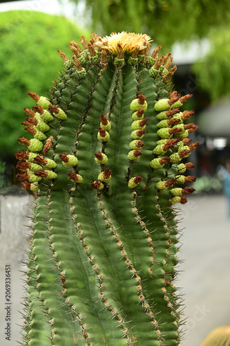 Mexican cactus Ferocactus peninsulae in the botanical garden.