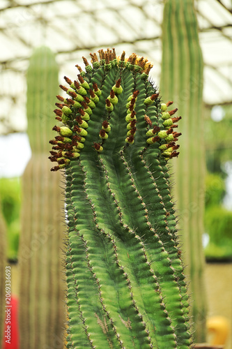 Mexican cactus Ferocactus peninsulae in the botanical garden.
