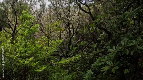 Close-Up of Endemic Laurisilva Forest Vegetation in Misty Conditions, Madeira, Portugal