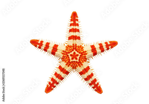 Red and white striped starfish sea star isolated on transparent background