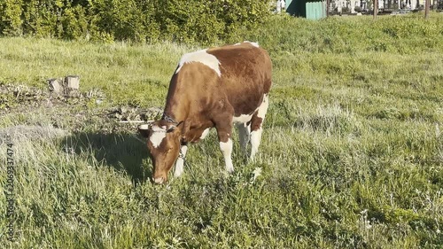 Brown Cow Grazing in Sunny Pasture with Slow Motion Effect