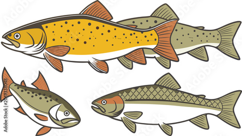 Obraz na płótnie Three distinct freshwater fish featuring a large yellow trout, a smaller speckle