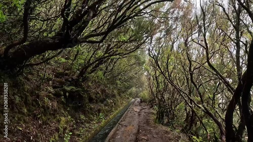POV Walk Along a Levada Water Channel Deep in Laurisilva Forest, Hiking Trail in Madeira