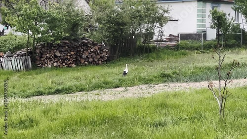 Cat Walking in Backyard with Lush Greenery in Slow Motion