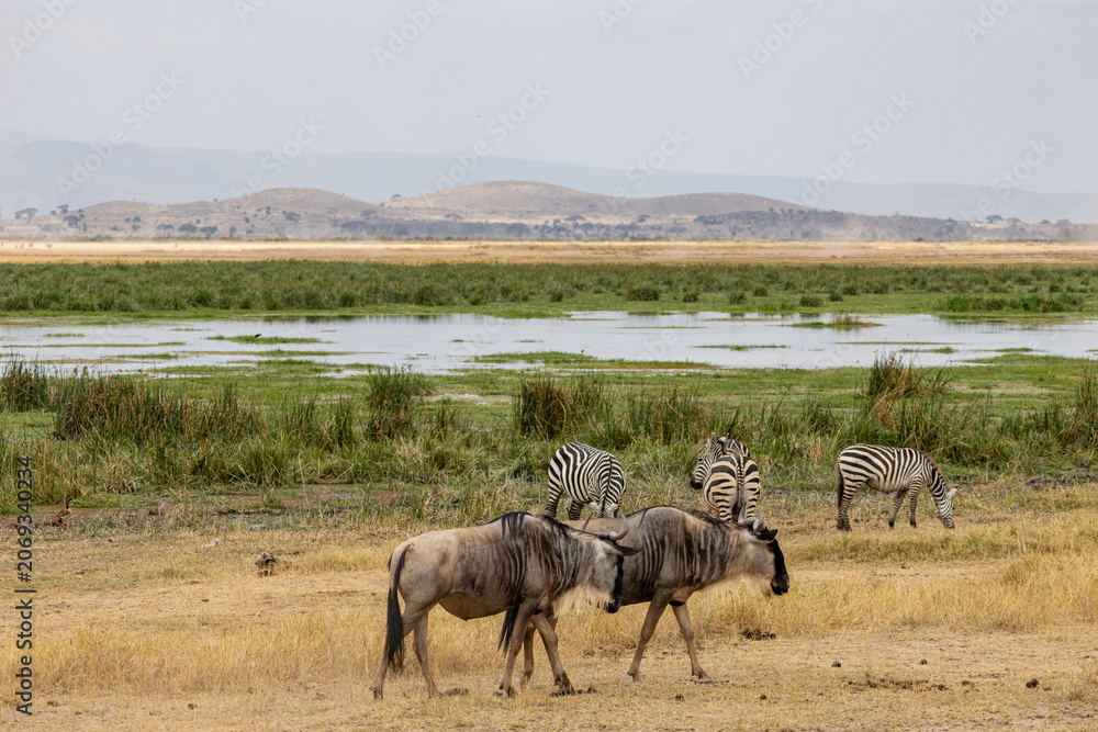 Fototapeta premium Blue wildebeest and common zebras grazing near a marsh in Amboseli National Park Kenya