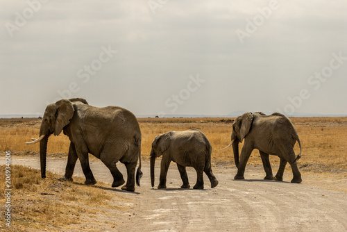 Family of African elephants crossing a dirt road during a safari in Amboseli National Park Kenya