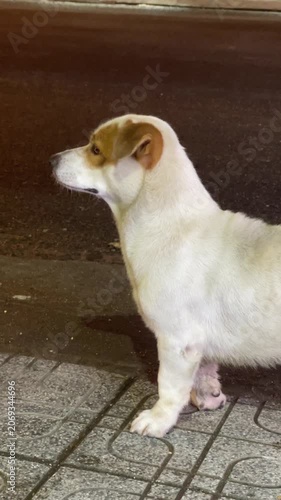 Stray white and tan dog stands alert on wet tiled sidewalk beside urban curb at night, with passing traffic blur, streetlight reflections, and shifting sequence timing across