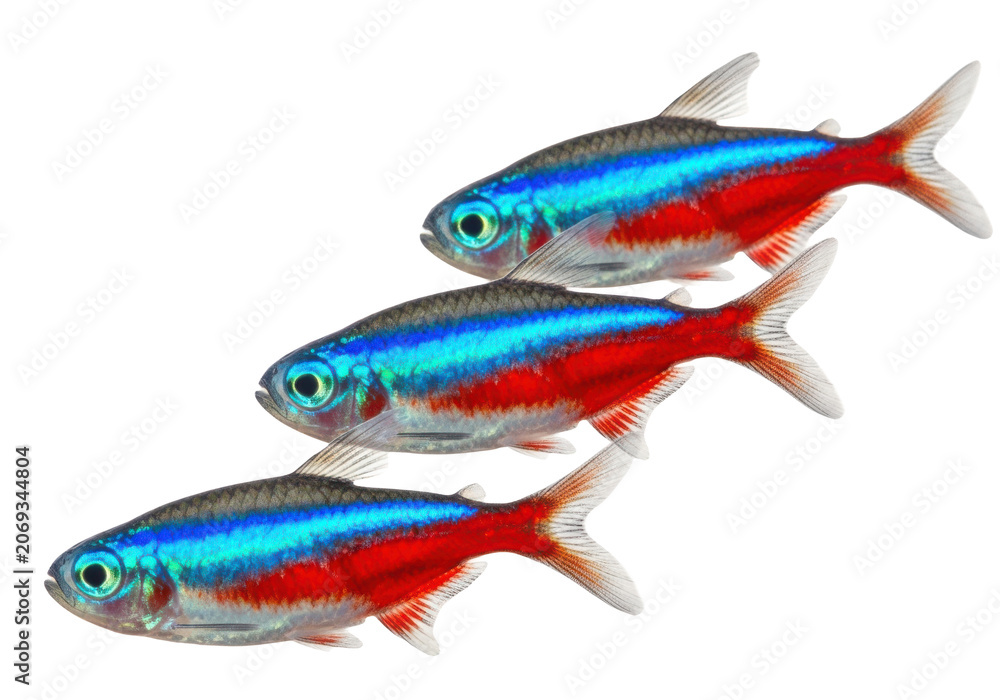 Fototapeta premium Three neon tetra fish swimming in a row isolated on transparent background