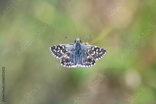 Top view of a butterfly perched on a grass stem, blurred background with shallow depth of field