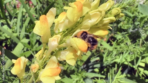 Bumblebee collecting pollen on yellow snapdragon wildflower in sunny summer garden, closeup macro view